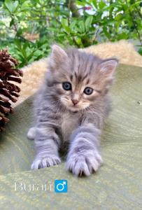 🐾 Zertifizierte Zucht 
