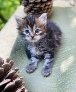 🐾 Zertifizierte Zucht 