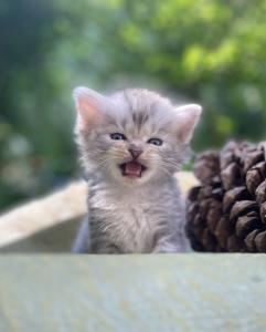 🐾 Zertifizierte Zucht 