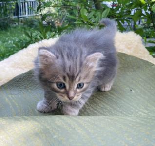 🐾 Zertifizierte Zucht 