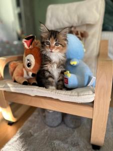 Baby Main coon