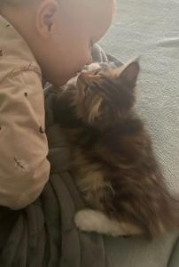 Baby Main coon