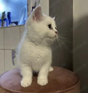 BKH Kater kann heute noch abgeholt werden