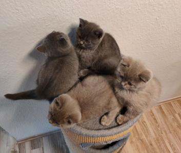 BKH Kitten Blue & Lilac