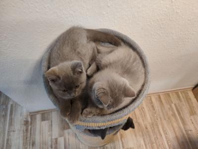 BKH Kitten Blue & Lilac