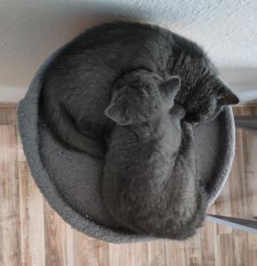 BKH Kitten Blue & Lilac