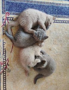 BKH Kitten Blue & Lilac