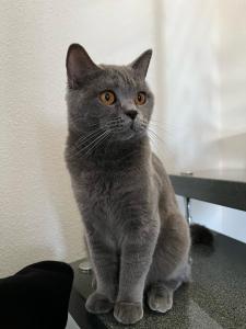 BKH Kitten in Blue, Lilac und Weiß mit Orangen Augen