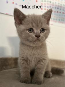 BKH Kitten in Blue, Lilac und Weiß mit Orangen Augen