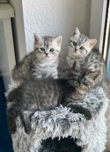 BKH Kitten reinrassig geimpft entwurmt und zuckersüß abzugeben