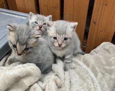 Drei zuckersüße EKH-Kätzchen suchen ein liebevolles Zuhause 🐾 2 Kätzchen und 1 Katerchen