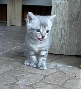 Drei zuckersüße EKH-Kätzchen suchen ein liebevolles Zuhause 🐾 2 Kätzchen und 1 Katerchen