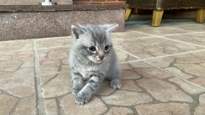 Drei zuckersüße EKH-Kätzchen suchen ein liebevolles Zuhause 🐾 2 Kätzchen und 1 Katerchen