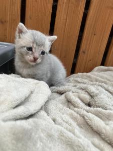 Drei zuckersüße EKH-Kätzchen suchen ein liebevolles Zuhause 🐾 2 Kätzchen und 1 Katerchen