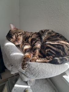 Hauskater sucht neues Zuhause