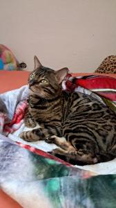 Hauskater sucht neues Zuhause
