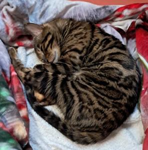 Hauskater sucht neues Zuhause