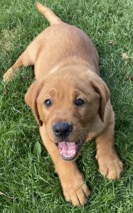 Labrador-Welpe, Rüde, reinrassig, foxred