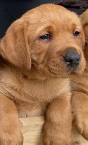 Labrador-Welpe, Rüde, reinrassig, foxred