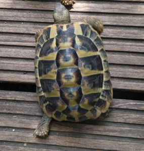 Männliche griechische Schildkröten (Testudo hermanni) von 2027 und 2020