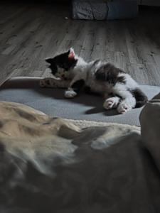 Maine Coon Kitten abzugeben