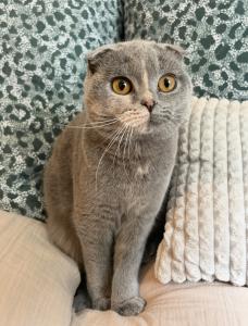 Dringend neues Zuhause gesucht: Scottish fold britisch Kurzhaar Katze