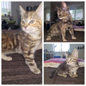 Maine Coon Mix Kätzchen suchen einen neuen Dosenöffner