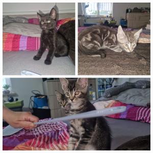 Maine Coon Mix Kätzchen suchen einen neuen Dosenöffner