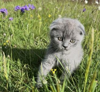 Noch 1 super süßes Scottisch Fold Kitten