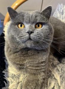 Noch 1 super süßes Scottisch Fold Kitten