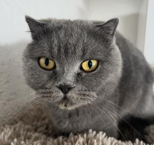 Noch 1 super süßes Scottisch Fold Kitten