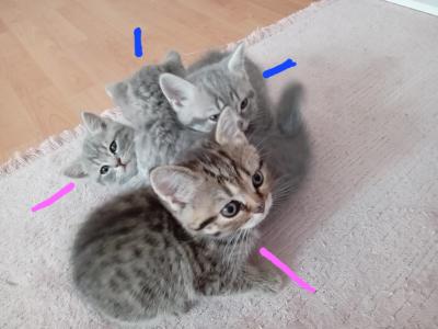 BKH Kitten