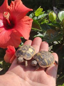 Baby Schildkröten - griechische Landschildkröten  2025 mit Cites Papieren
