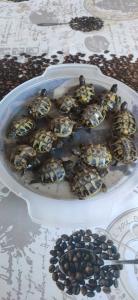 Baby Schildkröten - griechische Landschildkröten  2025 mit Cites Papieren