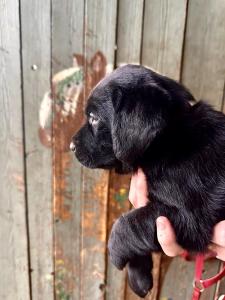 Labrador Welpe in Lackschwarz Abraxas sucht noch