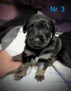 Bordercollie Husky Labrador Pudel Labradoodle Mischlings Welpen