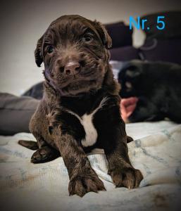 Bordercollie Husky Labrador Pudel Labradoodle Mischlings Welpen