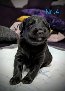 Bordercollie Husky Labrador Pudel Labradoodle Mischlings Welpen
