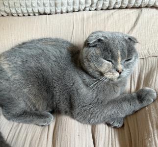 Dringend neues Zuhause gesucht: Scottish fold britisch Kurzhaar Katze