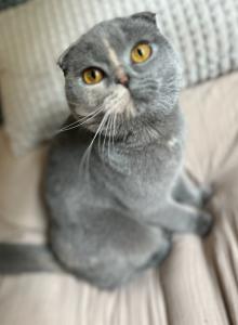 Dringend neues Zuhause gesucht: Scottish fold britisch Kurzhaar Katze
