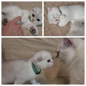 [Update: 2 von 6 verfügbar!] Süße Kitten (Scottish Fold BKH Kätzchen) ab 02.07. auszugsbereit