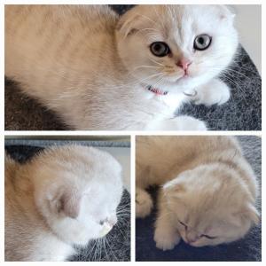 [Update: 2 von 6 verfügbar!] Süße Kitten (Scottish Fold BKH Kätzchen) ab 02.07. auszugsbereit