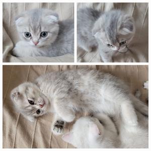 [Update: 2 von 6 verfügbar!] Süße Kitten (Scottish Fold BKH Kätzchen) ab 02.07. auszugsbereit