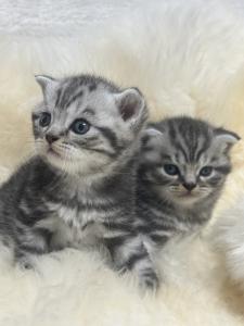 Wunderschöne BKH Kitten in Whiskas Look mit Stammbaum