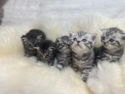 Wunderschöne BKH Kitten in Whiskas Look mit Stammbaum