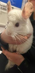 10 Jähriger Chinchilla bock