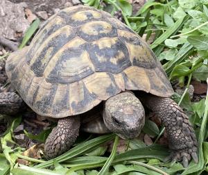 2 männliche Griechische Landschildkröten (NZ 2007)