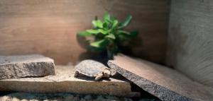 2 schöne Spaltenschildkröten abzugeben (Malacochersus tornieri)