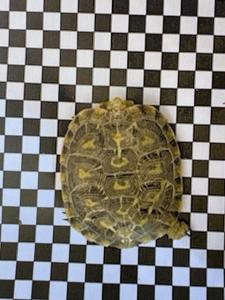 2 schöne Spaltenschildkröten abzugeben (Malacochersus tornieri)