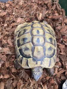 2x Griechische Landschildkröten (Testudo hermanni, 9 Jahre, männlich) abzugeben